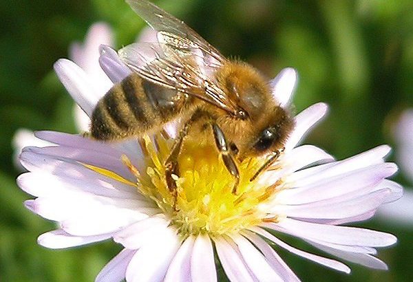 Известување до пчеларите во Општината Македонска Каменица