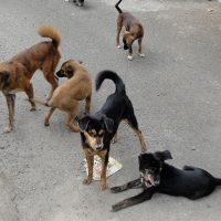 Заловување на кучиња скитници во Македонска Каменица