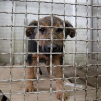 Продолжува хуманиот третман на кучињата скитници во Македонска Каменица