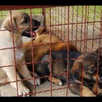 Акција за заловување на кучиња скитници во Македонска Каменица